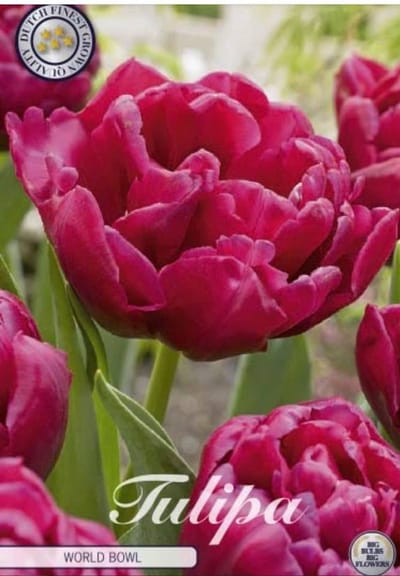 Dutch Finest Quality bloembollen - Tulpen Tulp Double Late World Bowl x7 12/+s