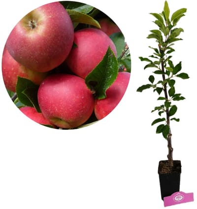 Malus domestica 'Rode Boskoop' appelboom, Hoogte 80cm, 1,5 liter pot