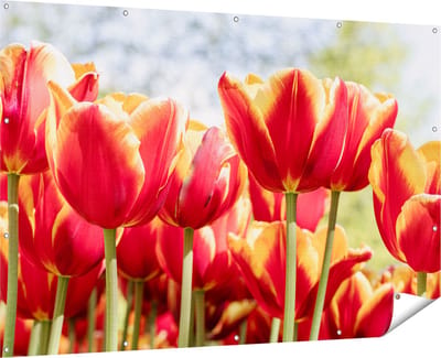 Gards Tuinposter Oranje Rode Tulpen - 180x120 cm - Tuindoek - Tuindecoratie - Wanddecoratie buiten - Tuinschilderij