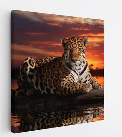 Saammp Canvas Schilderij - Jaguar in zonsondergang - Natuur - Dieren - 20x20 - Foto op canvas - Wanddecoratie - Muurdecoratie Woonkamer - Slaapkamer decoratie - Canvas Print