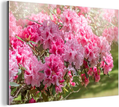 Aluminium schilderij 180x120 cm - Wanddecoratie metaal - Zomerse kleuren van de hortensia - Metalen muurdecoratie woonkamer - Decoratie industrieel - Foto op dibond - Industriële accessoires slaapkamer