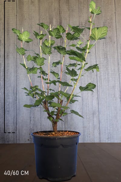 10 stuks | Ribes King Edward VII Pot 40-60 cm | Standplaats: Half-schaduw | Latijnse naam: Ribes sanguineum King Edward VII