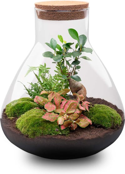 Planten terrarium - DIY - Sam XL Bonsai - Ecosysteem plant - ↑ 32 cm