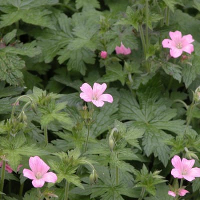 6 x Geranium Endressii - Ooievaarsbek pot 9x9cm - Langbloeiende Tuinplant