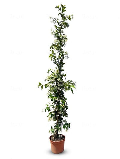 Dailygoods- Jasmijn Winterhard - Toscaanse Jasmijn - Klimplant - 120 cm - Aangenaam Aroma - Onderhoudsvriendelijk - Witte Bloemen