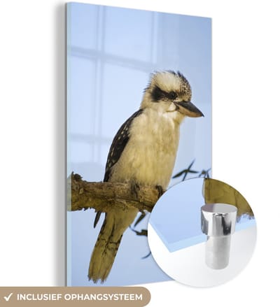 ® Glasschilderij 120x180 cm - Schilderij acrylglas - Een witte kookaburra neergestreken op een boom in Australië - Foto op glas - Muurdecoratie woonkamer - Wanddecoratie slaapkamer - Schilderijen