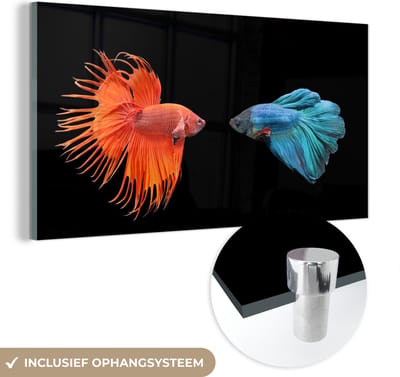 MuchoWow® Glasschilderij 40x20 cm - Schilderij acrylglas - Vis - Wilde dieren - Zwart - Foto op glas - Schilderijen