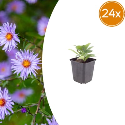 Tuinplantenshop.com | Aster frikartii 'Monch' | 24 stuks - Ø9cm - 10-25cm hoog - Tuinplant