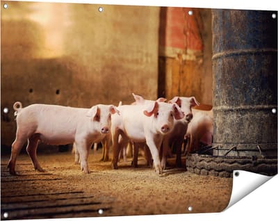 Gards Tuinposter Varkens op een Boerderij Stal - 120x80 cm - Tuindoek - Tuindecoratie - Wanddecoratie buiten - Tuinschilderij