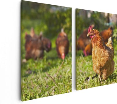 Artaza Canvas Schilderij Tweeluik Kippen in het Gras - 80x60 - Foto Op Canvas - Canvas Print