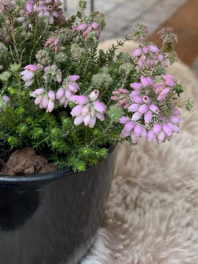 Gewone dopheide Roze - 10 Stuks - Erica tetralix - P9.5 - Plant - Tuinplant - Heide