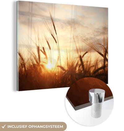 MuchoWow - Glasschilderij - Foto op glas - Riet - Gras - Zon - Natuur - 160x120 cm - Afbeelding op glas - Wanddecoratie - Schilderij natuur - Acrylglas