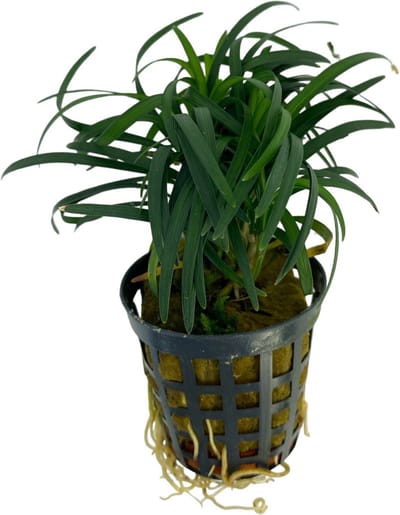 Aquafleur Ophiopogon Kyoto in 5 cm pot