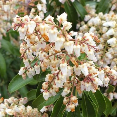 Pieris Japonica 'Cupido' - Rotsheide;Lavendelheide 20-30 cm pot