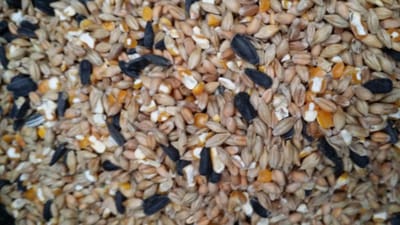 Hadivo Gemengd graan 20KG
