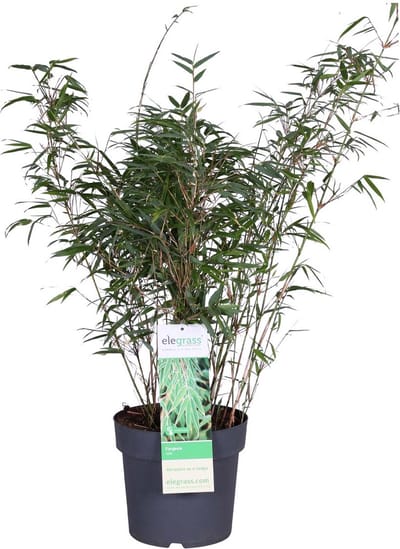 Bloomique - Fargesia Rufa - Bamboe Plant - Niet woekerend - Winterhard - Groenblijvend - Tuinplanten - Hoogte 50-70 cm - Pot 23 cm