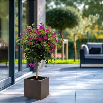 Bougainvillea op stam - 80cm