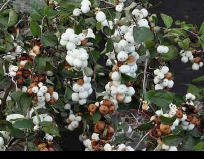 Symphoricarpos d. 'White Hedge' - Sneeuwbes 50- 60 cm in pot