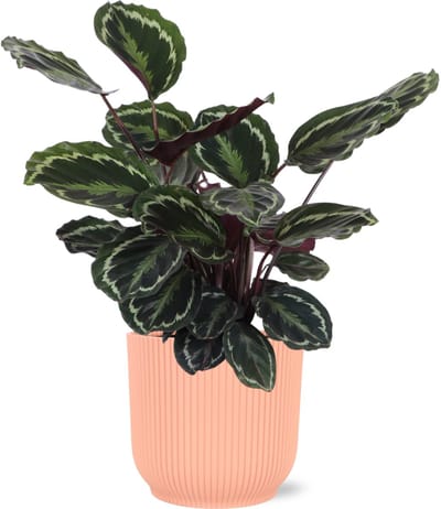 Calathea Medaillon Ø21cm - 70cm in Vibes ROZE