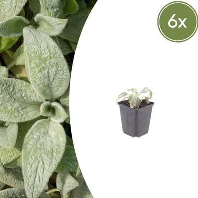 Tuinplantenshop.com | Stachys byzantina 'Silver Carpet' | 6 stuks - Ø9cm - 10-25cm hoog - Tuinplant