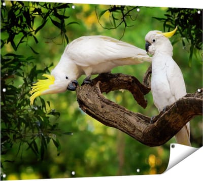 Gards Tuinposter Twee Witte Kaketoes in de Bomen - 120x90 cm - Tuindoek - Tuindecoratie - Wanddecoratie buiten - Tuinschilderij