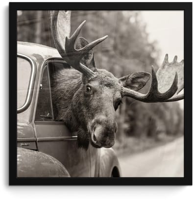 Poster in lijst - Fotolijst 40x40 cm - Posters - Eland - Auto - Gewei - Zwart - Wit - Posterlijst zwart - Decoratie - Wanddecoratie woonkamer - Muurdecoratie slaapkamer