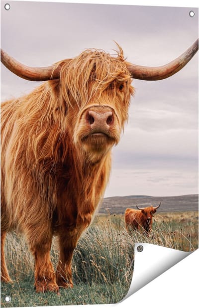 Gards Tuinposter Schotse Hooglander Koeien in de Wei - 60x80 cm - Tuindoek - Tuindecoratie - Wanddecoratie buiten - Tuinschilderij