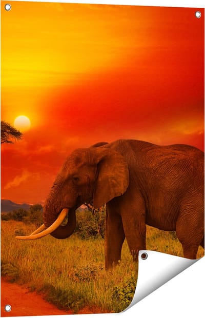 Gards Tuinposter Olifant in het Wild tijdens Zonsondergang - 60x80 cm - Tuindoek - Tuindecoratie - Wanddecoratie buiten - Tuinschilderij