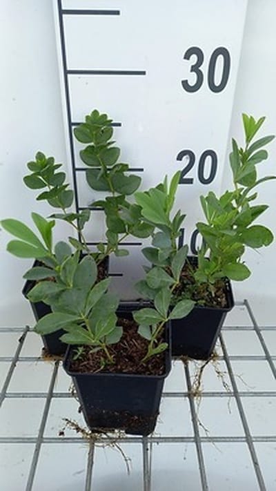 6x Valse Indigo - Baptisia australis | 9x9 cm pot