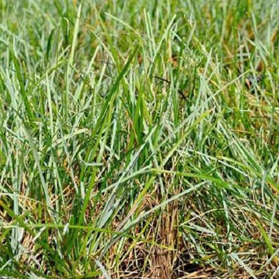 6 x Sesleria Caerulea - Blauwgras - pot 9 x 9 cm - Delicaat Blauw Siergras met veelzijdige Aantrekkingskracht