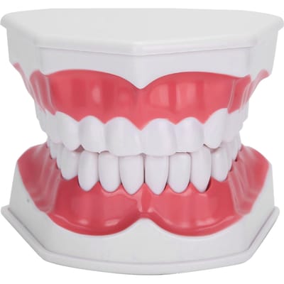 Tanden Onderwijs Model 2X Vergroot Tanden Model Tandarts Onderwijs Trainingstool white