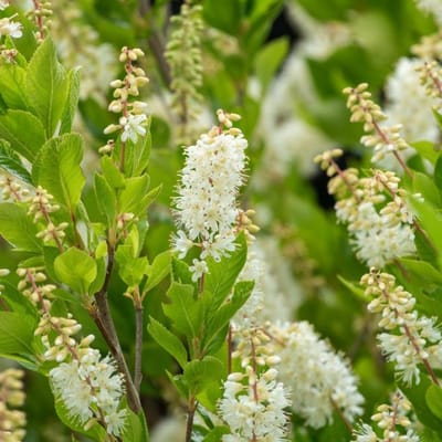 Plants Online BV - Planten - Tuinplanten - Heesters - Set van 1 - Clethra alnif. Vanilla Spice