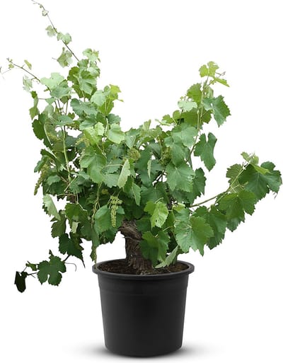 Tropictrees - Vitis Vinifera - Druivenplant - Druivenboom op oude stam - Winterhard - Hoogte ca. 100cm