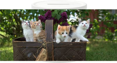 Spaarpot - Mand met Kittens