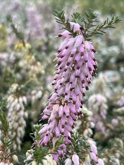 Winterheide Roze - 10 Stuks - Erica darleyensis 'J.W. Porter' - P9.5 - Plant - Tuinplant - Heide