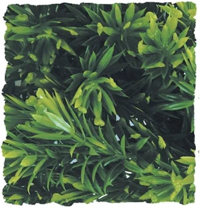 Zoomed Naturalistic Flora - Borneo Star - Large - Terrariumplant