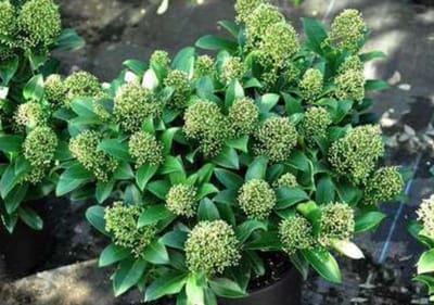 Skimmia japonica 'Fragrant Cloud' - Skimmia 25 - 30 cm in pot