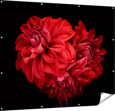 Gards Tuinposter Rode Dahlia Bloemen - 150x120 cm - Tuindoek - Tuindecoratie - Wanddecoratie buiten - Tuinschilderij