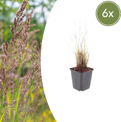 Tuinplantenshop.com | Calamagrostis brachytricha | 6 stuks - Ø9cm - 10-25cm hoog - Tuinplant