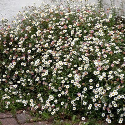 12 x Erigeron karvinskianus - Fijnstraal in 9x9 pot met hoogte 0-10 cm
