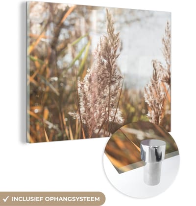 MuchoWow® Glasschilderij 40x30 cm - Schilderij acrylglas - Riet - Zon - Plant - Foto op glas - Schilderijen