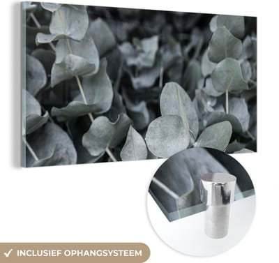 MuchoWow® Glasschilderij 40x20 cm - Schilderij acrylglas - Natuur - Planten - Eucalyptus - Bladeren - Foto op glas - Schilderijen
