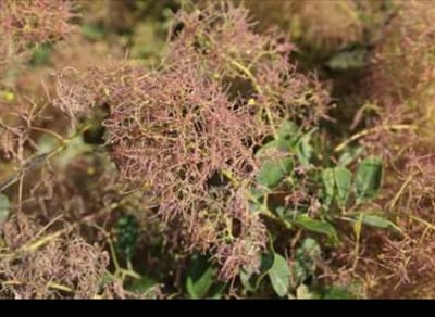 2 x Cotinus cogg. 'Young Lady'® - Pruikenboom 50- 60 cm in pot