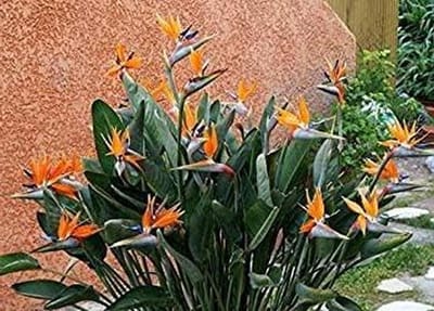 Exotische Bloemzaden - Paradijsvogelbloem zaden - Tuinieren Buiten - Gemakkelijk te Kweken - 30 Zaden - Groen