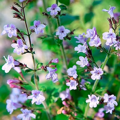 6x Calamintha nepeta 'Marvelette Blue' Pot 9x9cm - Prachtige blauwe plant voor in de tuin