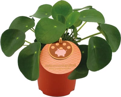 Plantenboetiek.nl | Pilea Peperomioides - Ø11cm - 15cm hoog - Kamerplant - Groenblijvend