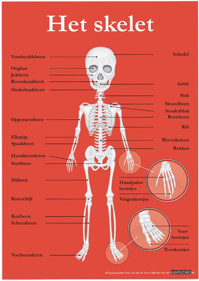 Educatieve poster (Posterpapier) - Biologie het skelet - 42 x 59.4 cm (A2)