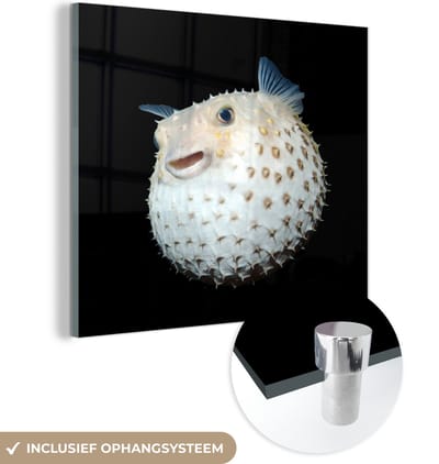 MuchoWow® Glasschilderij 50x50 cm - Schilderij acrylglas - Vis - Zeedieren - Portret - Foto op glas - Schilderijen