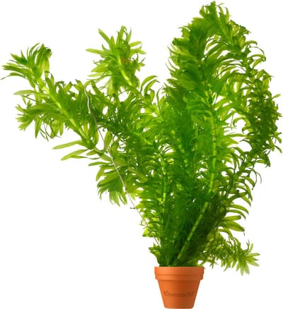 vdvelde.com - 5 Waterpest planten (Elodea densa) - Zuurstofplant voor vijver - Vijverplant - Waterplant - Zorgt voor helder water en vermindert algen - Winterhard en onderhoudsvriendelijk