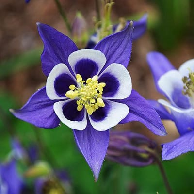 6 x Aquilegia Vulgaris - Akelei pot 9x9cm
